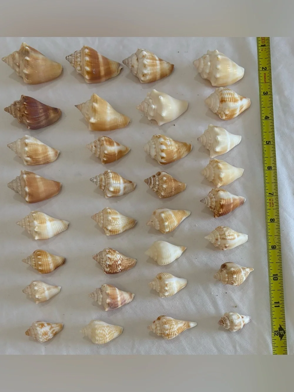 32- FLORIDA BEACH FIGHTING CONCH SHELL SMALLER SIZE JUVENILES CRAFT /COLLECTOR